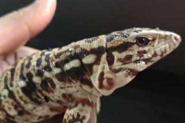 other lizards kaufen und verkaufen Photo: Argentine high white red/purple tegus