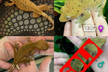 Geckos kaufen und verkaufen Foto: Chahoua PI crested dalmation female