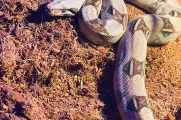 Boas kaufen und verkaufen Foto: Boa Constrictor Imperator abzugeben