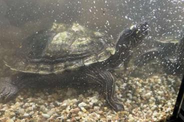 Schildkröten  kaufen und verkaufen Foto: 2 Wasser Schildkröten abzugeben