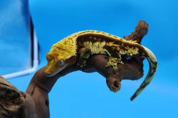 Geckos kaufen und verkaufen Photo: Biete diverse Kronengeckos an 