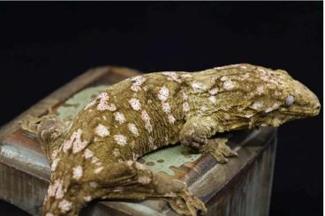 Geckos kaufen und verkaufen Foto: Looking for leachianus melanistic