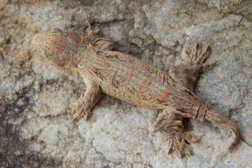 Geckos kaufen und verkaufen Foto: Looking for female subadult/adult leachianus