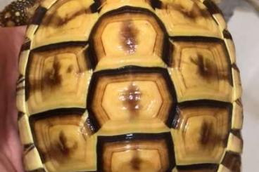 Schildkröten  kaufen und verkaufen Foto: THH Leucistic Schildkröten 