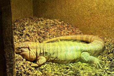 Lizards kaufen und verkaufen Photo: Roter Teju von 2021 Männchen 
