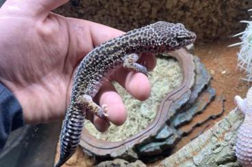 Lizards kaufen und verkaufen Photo: Zwei Leopardgecko Weibchen