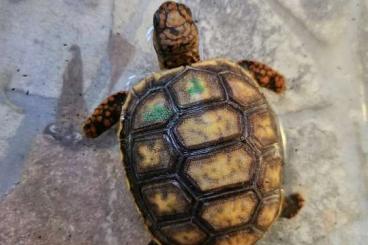 Tortoises kaufen und verkaufen Photo:  Köhlerschildkröten  NZ 24