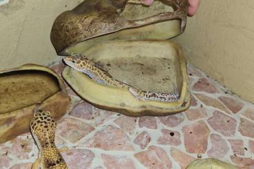 Geckos kaufen und verkaufen Photo: Leopardgeckos 3weibchen 1 männchen