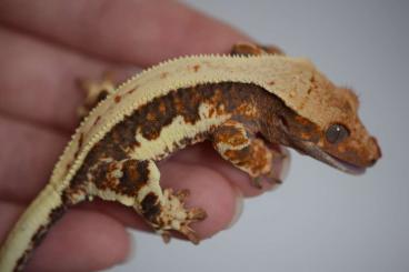 Geckos kaufen und verkaufen Foto: Correlophus ciliatus looking for new home