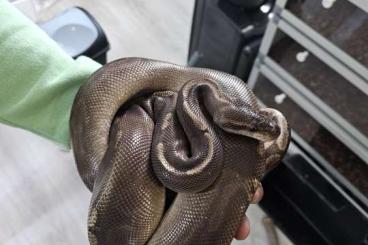 Königspythons kaufen und verkaufen Foto:  Five Ball pythons for sale 