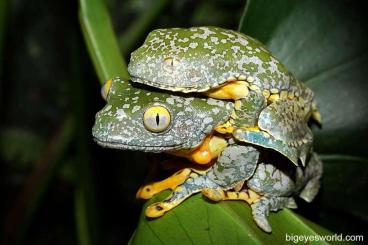 frogs kaufen und verkaufen Photo: Recherche Cruziohyla craspedopus