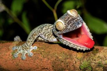 Geckos kaufen und verkaufen Foto: Recherche femelle Uroplatus Fimbriatus