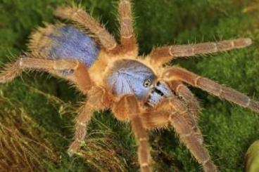 - bird spiders kaufen und verkaufen Photo: Looking for any rare tarantula (buy/trade)