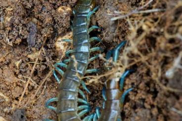 Myriapoda kaufen und verkaufen Photo: SELTENE: Scolopendra dalmatica