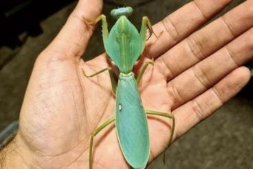 Insekten kaufen und verkaufen Foto: Praying mantis for sale (Eu)