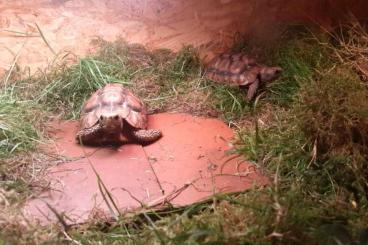 Schildkröten  kaufen und verkaufen Foto: Glattrandgelenkschildkröten 