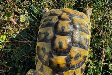 Landschildkröten kaufen und verkaufen Foto: THB Weibchen aus 2015 abzugeben Landschildkröten kaufen und verkaufen Foto: THB Weibchen aus 2015 abzugeben