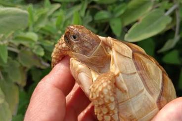 Landschildkröten kaufen und verkaufen Foto: Testudo marginata albino T+
