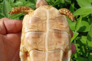 Turtles and Tortoises kaufen und verkaufen Photo: Testudo marginata albino T+