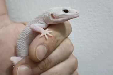 Geckos kaufen und verkaufen Photo: Eublepharis macularius Diablo Blanco