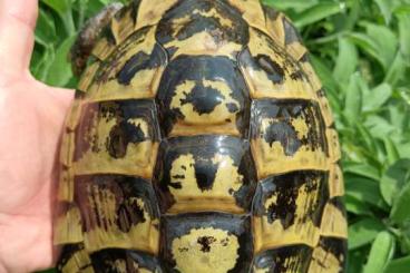 Turtles and Tortoises kaufen und verkaufen Photo: Maschi Hermanni boettgeri XL Turtles and Tortoises kaufen und verkaufen Photo: Maschi Hermanni boettgeri XL