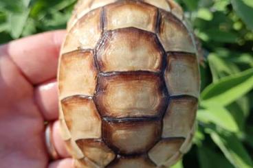 Schildkröten kaufen und verkaufen Foto: Testudo marginata albino T+ Schildkröten kaufen und verkaufen Foto: Testudo marginata albino T+