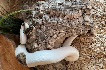 Königspythons kaufen und verkaufen Foto: Königspython Piebald 1.0 zu verkaufen