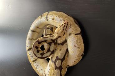 Ball Pythons kaufen und verkaufen Photo: Königspython Bumblebee 1.0