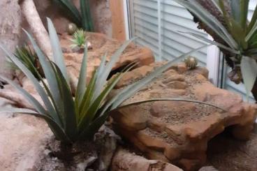 Zubehör kaufen und verkaufen Foto: Terrarium Zubehör Höhle Unterschlupf Zubehör kaufen und verkaufen Foto: Terrarium Zubehör Höhle Unterschlupf