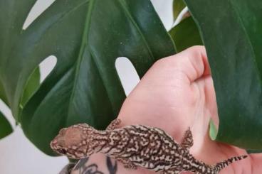 Geckos kaufen und verkaufen Foto: Paroedura Picta weibchen 4 Monate