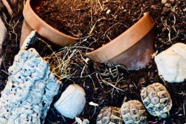 Landschildkröten kaufen und verkaufen Foto: Verkaufe meine wunderschönen griechische Landschildkröten 