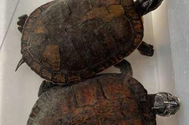 Sumpfschildkröten kaufen und verkaufen Foto: Wasserschildkröten in gute Hände abzugeben