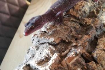 Geckos kaufen und verkaufen Foto: Goniurosaurus lichtenfelderi 