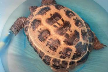 Landschildkröten kaufen und verkaufen Foto: Suche Gefährtin für Clyde russische vierzehen Schildkröte 