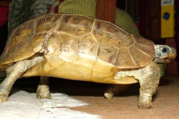 Landschildkröten kaufen und verkaufen Foto: I will buy Kinixys belliana, I need to import to the Czech Republic.  