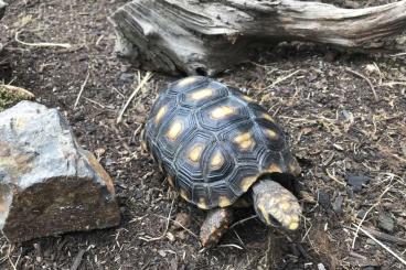 Landschildkröten kaufen und verkaufen Foto: Chelonoidis carbonaria 4 females