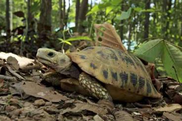 Landschildkröten kaufen und verkaufen Foto: I will buy Indotestudo elongata. I need to import to the Czech Republi