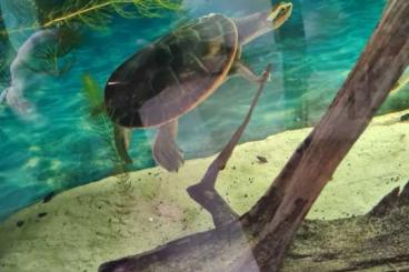 Schildkröten  kaufen und verkaufen Foto: Schildkröte Emydura subglobosa 