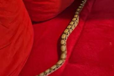 Boas kaufen und verkaufen Foto: Boa Constrictor C. Dringend 