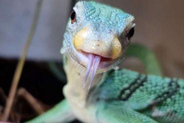 Warane kaufen und verkaufen Foto: Varanus Prasinus 1.0 + Terrarium und Technik Warane kaufen und verkaufen Foto: Varanus Prasinus 1.0 + Terrarium und Technik