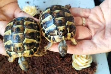 Schildkröten  kaufen und verkaufen Foto: Herman Herman juvéniles 22 