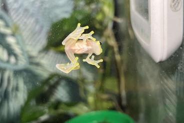 Frösche  kaufen und verkaufen Foto: Glass Frog Hyalinobatrachium 