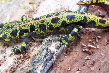 Schwanzlurche kaufen und verkaufen Foto: Triturus marmoratus (Marmormolch)