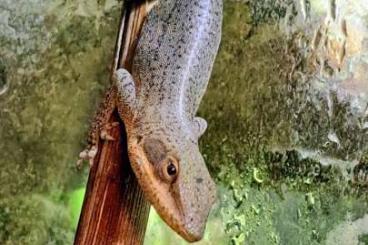 Echsen  kaufen und verkaufen Foto: Anolis Rotkehlanolis Weibchen