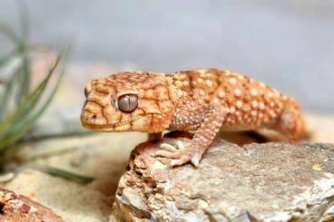 Geckos kaufen und verkaufen Foto: Abzugeben  1.0 Nephrurus amyae