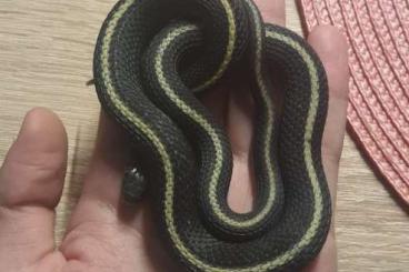 Schlangen kaufen und verkaufen Foto: Schwarze strumpfbandnatter 