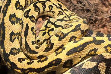 Schlangen kaufen und verkaufen Foto: Drei Teppichpythons inklusive Terrarien 