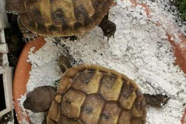 Landschildkröten kaufen und verkaufen Foto: Griechische Landschildkröte Schlüpflinge 