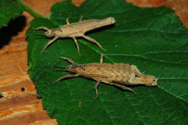 Insekten kaufen und verkaufen Foto: Planispectrum Hongkongense "Tai Tam" new species in breeds - München