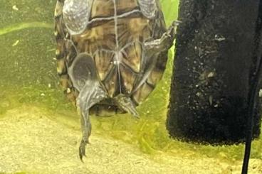 Schildkröten  kaufen und verkaufen Foto: Moschus Schildkröte abzugeben 